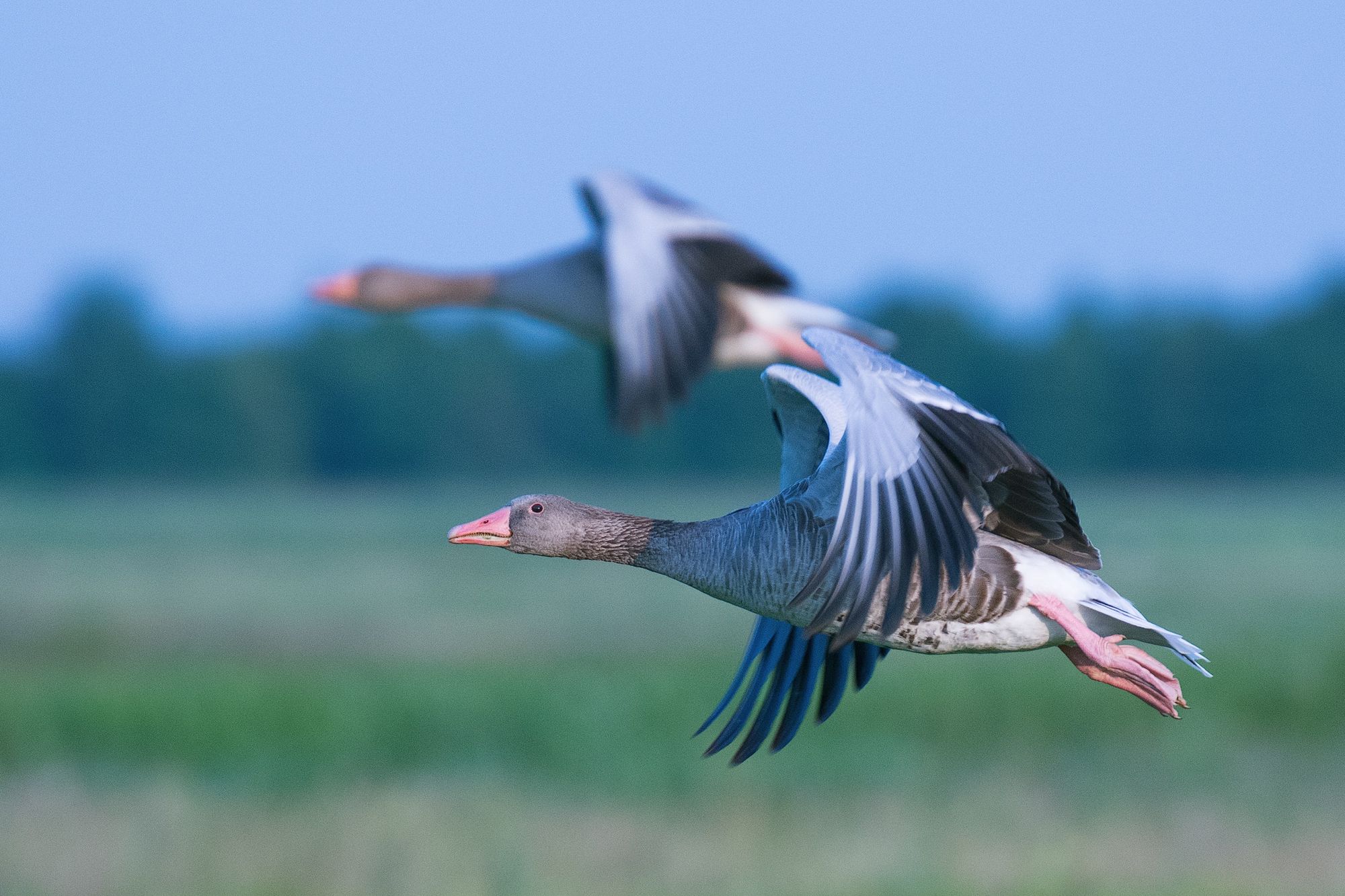 Wild goose hunt - Cyberapocalypse 2021 CTF