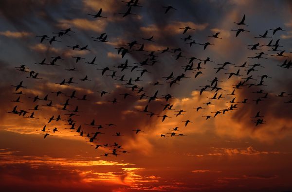How do birds flock and insects swarm: the Introduction